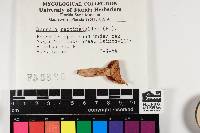 Thumbnail image of current specimen