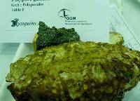 Media resource of Postia guttulata