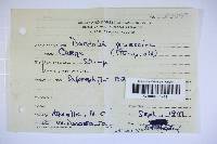 Daedalea quercina image