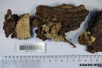 Heterobasidion annosum image