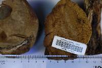 Phellinus igniarius image