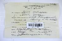 Rigidoporus ulmarius image