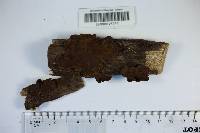 Hymenochaete rubiginosa image