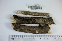 Pseudochaete tabacina image