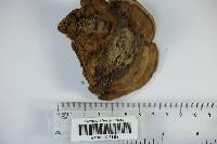 Fomes fasciatus image