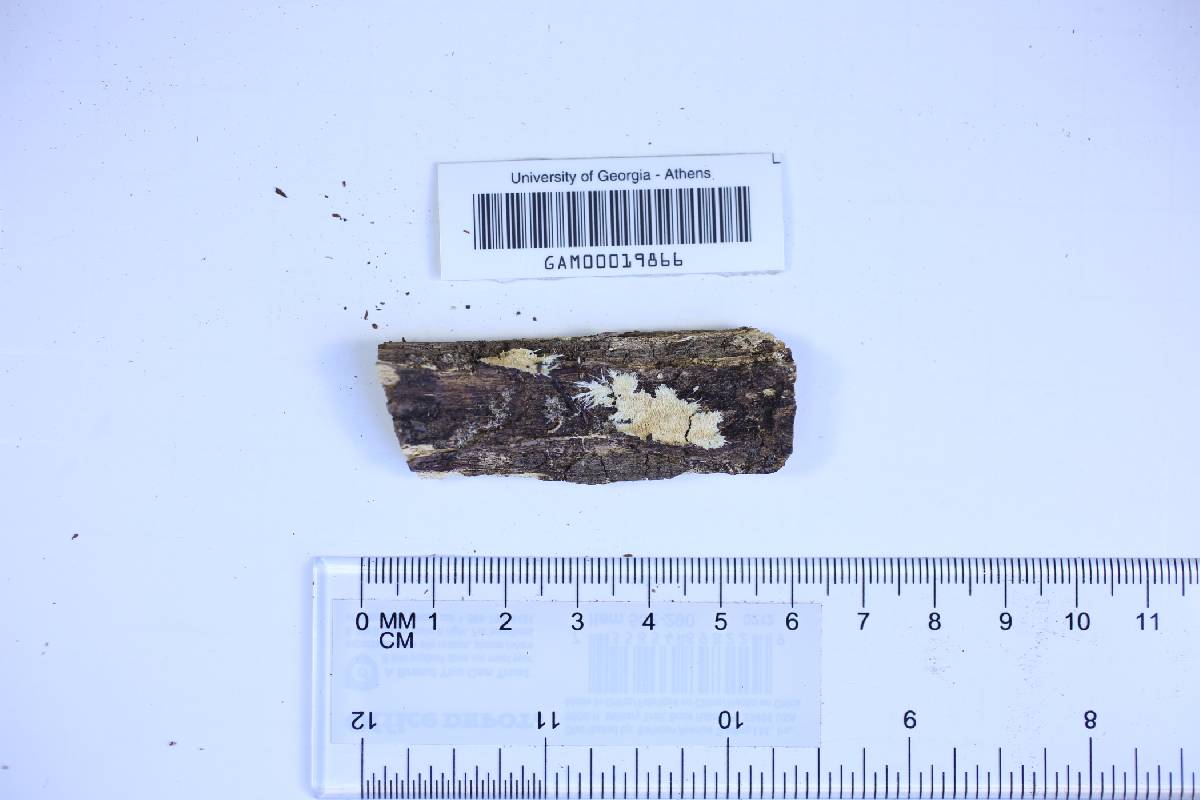 Steccherinum ciliolatum image