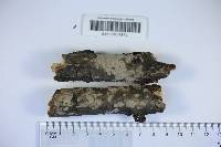 Peniophora cinerea image