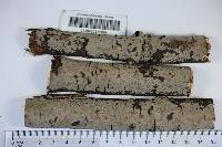 Peniophora cinerea image