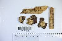 Skeletocutis amorpha image