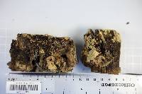 Bjerkandera adusta image