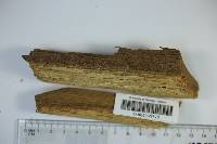 Bondarzewia berkeleyi image