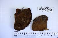 Inonotus cuticularis image