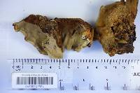 Inonotus cuticularis image