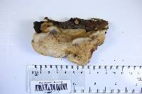 Phellinus crocatus image