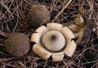 Media resource of Geastrum litchiforme