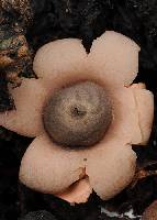Media resource of Geastrum argentinum