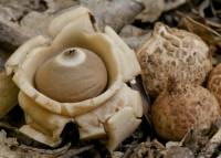 Media resource of Geastrum triplex