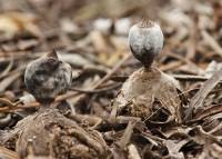 Media resource of Geastrum glaucescens