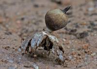 (linked from Geastrum schmidelii var. parvisporum) Geastrum schmidelii image