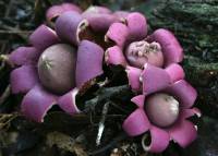 Media resource of Geastrum episcopale