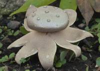 Media resource of Myriostoma coliforme