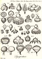 Geastrum schmidelii image