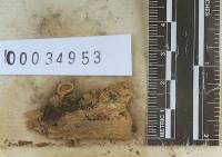 Media resource of Geastrum schweinitzii