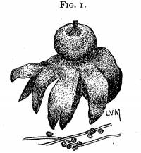 Media resource of Geastrum campestre
