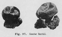 Media resource of Geastrum smithii