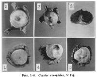 Media resource of Geastrum xerophilum