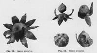 Media resource of Geastrum arenarium