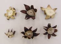 Media resource of Geastrum corollinum