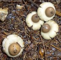 Media resource of Geastrum elegans