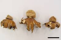 Media resource of Geastrum fimbriatum