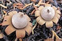 Media resource of Geastrum floriforme