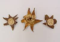 Media resource of Geastrum lageniforme