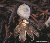 Media resource of Geastrum minimum