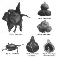 Media resource of Geastrum morganii
