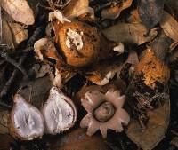 Media resource of Geastrum saccatum