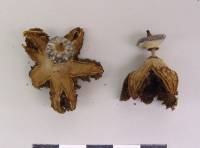 Media resource of Geastrum striatum