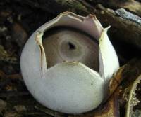 Media resource of Geastrum velutinum