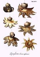 Media resource of Geastrum coronatum
