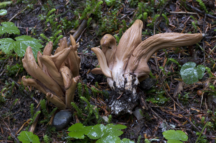 Clavariadelphus caespitosus image