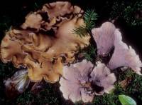 Media resource of Gomphus clavatus