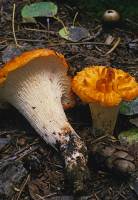 Media resource of Gomphus floccosus