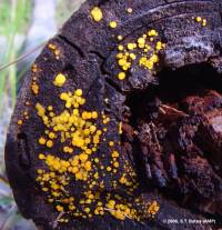 Media resource of Octospora citrina