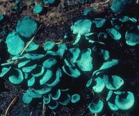 Media resource of Chlorociboria aeruginascens