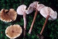Laccaria laccata image