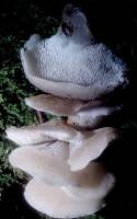 Media resource of Pseudohydnum gelatinosum
