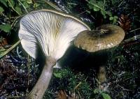 Ampulloclitocybe avellaneoalba image